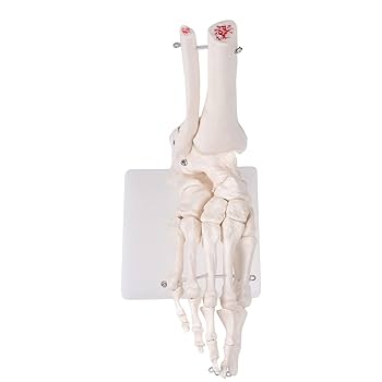 【中古品】人体模型 腕足セット バラ売り不可 1/64 頭文字D セットVol.19 中村賢太シルビア(S14) & 藤原拓海